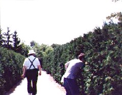 Dan Dorrough; maze