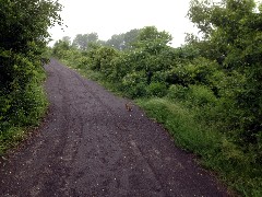 rabbit; Canandaigua near Wegman s
