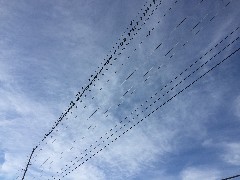 birds on the wire; Rt 5 & 20; Canandaigua, NY