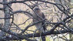 red-shouldered hawk; bird