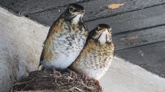 Baby birds on the front porch