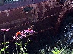Monarch Butterfly; Home