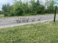 Our Daily Walk; ODW