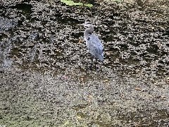 Great Blue Heron; Canandaigua Outlet, NY; ODW