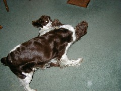 Mac Wyatt dog
