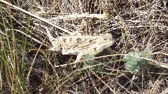 lizard; North Dakota; Maah Daah Hey Trail