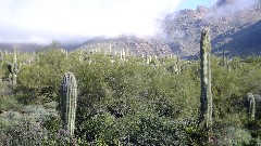 Hieroglyphic Trail, AZ
