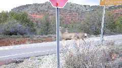 Mule Deer; Red Rock State Park, AZ