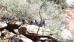 Boynton Canyon Trail, AZ
