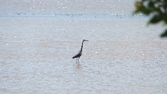 Heron; BT; Maumee River, OH