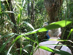 Hiking; Day Trips; Ruth Dorrough; Bergen Swamp