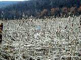 Ruth Dorrough; hike around Canandaigua Lake