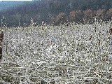 Ruth Dorrough; Hiking Day Trips Canandaigua Lake Marsh