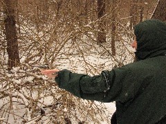 Ruth Dorrough; Hiking; Day Trips; Mendon Ponds; Chickadee bird