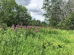 West Hill Nature Preserve
