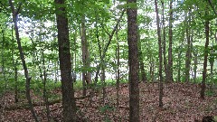 FLT; Branch Trails; B-01