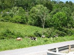 cows; Hiking; NCT; FLT; M-25