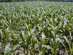 Hiking NCT FLT M25 corn save