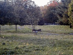 Hiking FLT M31A deer
