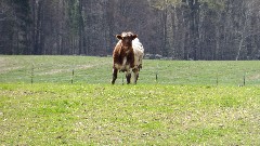 cow; IAT; CR A Iola, WI