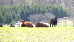 cows; IAT; CR A Iola, WI