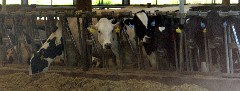 cows; IAT, WI