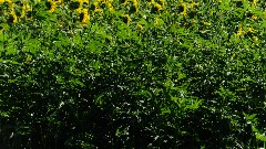 sunflowers; IAT, WI