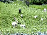 Hiking NCT FLT M07 Cheese Factory Road sheep
