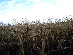 FLT Tobes Hill corn field Hiking