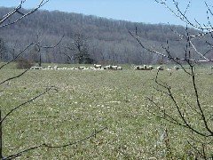 Hiking FLT M18 sheep