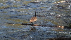 duck; NCT;Tahquamenon River, MI
