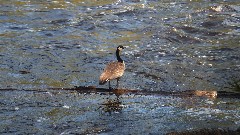 duck; NCT;Tahquamenon River, MI