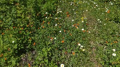flowers; Old Victoria House -- Victoria Rd near white spur TH,