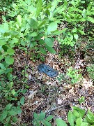 snake; Hiking; NCT; Michigan; White Cloud