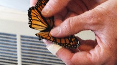 Monarch Butterfly
