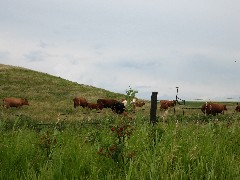 NCT; cows; North Dakota; Ladies Line Railroad- Kathryn