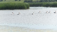 pelicans; NCT; North Dakota