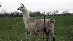 Alpaca; NCT; Ohio; Buckeye Trail; Belle Valley; BT