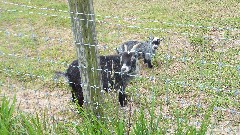 goats; NCT; Ohio; Wilderness Loop; BT