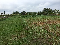 NCT; Vermont; TAM; Trail Around MIddlebury